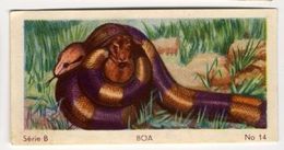 Delcampe - Jacques - Ca 1960 - Wild Animals - B14 - Boa, Snake - Jacques
