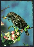 ETOURNEAU SANSONNET - STARLING - STAR - Circulé - Circulated - Gelaufen - 1992. - Birds