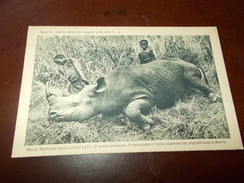 B671  Rinoceronte Non Viaggiata Cm14x9 - Rhinoceros