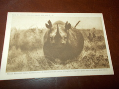 B671  Rinoceronte Non Viaggiata Cm14x9 - Rhinocéros