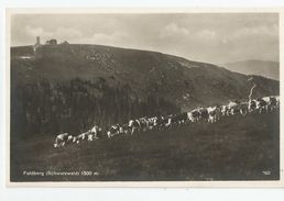 Allemagne Germany Bade Wurtemberg Feldberg Troupeau Vaches - Feldberg