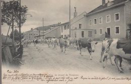 Non Situé Begnins ? 2592. Le Départ Du Troupeau - Begnins