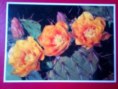 Prickly Pear Cactus - Other & Unclassified