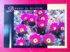 Hedgehog Cactus - Altri & Non Classificati