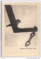 Editions D'art YVON - " L'indiscret Chez Mimi Pinson  "  -  Oiseau Sur Le Vasistas D'une Chambre Sous Les Toits  - - Otros Fotógrafos