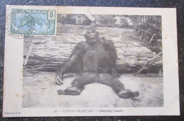 Congo Français Chimpanzé Femelle   Cpa Timbrée - Congo Français