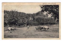 Willaupuis - Couvent St-Joseph,Le Verger - Leuze-en-Hainaut
