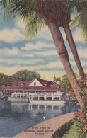 Florida Silver Springs Front View 1950 Curteich - Silver Springs
