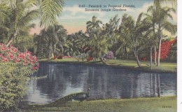 Florida Sarasota Peacock In Sarasota Jungle Gardens 1950 Curteich - Sarasota