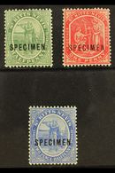 7533 1905 ½d Green, 1d Carmine And 2½d Bright Blue, Ovptd "Specimen", SG 12s, 14s, 17s, Very Fine Mint. (3 Stamps) For M - St.Kitts And Nevis ( 1983-...)