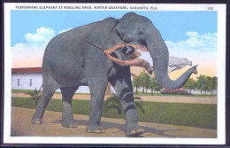 U.S.A.-FL. Sarasota. *Perfoming Elephefant At Ringling Bros, WinterQuarters* Nueva. - Sarasota