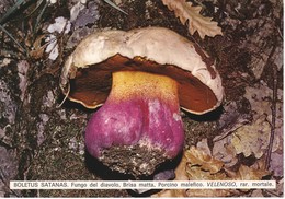 CARTOLINA - POSTCARD - TEMATICA - FUNGHI - BOLETUS SANTANAS - Pilze