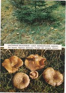 CARTOLINA - POSTCARD - TEMATICA - FUNGHI - LACTARIUS DELICIOSUS - LACT . SANGUIFLUUS - Pilze