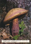 CARTOLINA - POSTCARD - TEMATICA - FUNGHI - BOLETUS - TUBIP - LURIDUS. VOLGARMENTE:PORCINO - Pilze