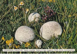 CARTOLINA - POSTCARD - TEMATICA - FUNGHI - LYCOPERDON - VESCIA DI LUPO - Pilze