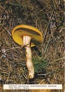 CARTOLINA - POSTCARD - TEMATICA - FUNGHI - BOLETUS - SUBTOMENTOSUS - Pilze