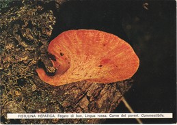 CARTOLINA - POSTCARD - TEMATICA - FUNGHI - FISTULINA - LINGUA ROSSA - Pilze