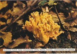 CARTOLINA - POSTCARD - TEMATICA - FUNGHI - CLAVARIA FLAVA - DITOLA , MANINA - Pilze