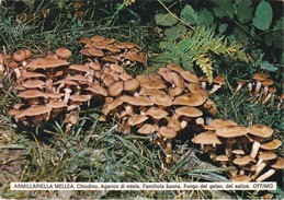 CARTOLINA - POSTCARD - TEMATICA - FUNGHI - ARMILLARIELLA - AGARICO DI MIELE - Pilze