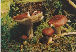 CARTOLINA - POSTCARD - TEMATICA - FUNGHI - RUSSULA LEPODA - Pilze