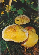 CARTOLINA - POSTCARD - TEMATICA - FUNGHI - AMANITA MUSCARIA - OVOLO MALEFICO - Pilze