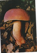 CARTOLINA - POSTCARD - TEMATICA - FUNGHI - BOLETUS - BOLETTO - Pilze