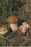 CARTOLINA - POSTCARD - TEMATICA - FUNGHI - PORCINI - BOLETUS EDULIS - Pilze