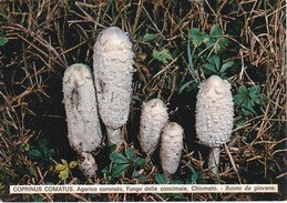 CARTOLINA - POSTCARD - TEMATICA - FUNGHI - COPRINUS COMATUS. AGARICO CORONATO, FUNGO DELLE CONCIMAIE - Champignons