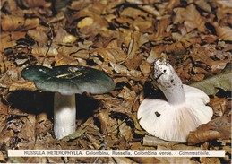 CARTOLINA - POSTCARD - TEMATICA - FUNGHI - RUSULA HETEROPHYLLA . COLOMBIANA, RUSSELLA - Champignons