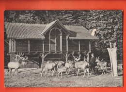 MIV-12  Zofingen  Hirchpark, Parc Aux Biches Et Cerfs. Stempel Zofingen 1907 - Zofingue