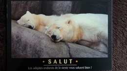 CPM OURS POLAIRE LES ADEPTES DE LA SIESTE VOUS SALUENT BIEN PHOTO R CUSHMAN HAYES - Ours