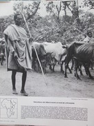 ETHIOPIE Troupeau De Zébus   Grande Photographie   1965 - Ethiopie