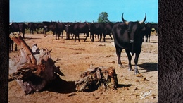 CPSM TAUREAUX EN CAMARGUE MANADE ED ESTEL - Bull