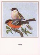 BIRDS - BULLFINCH (Pyrrhula Pyrrhula) - Dierentuin