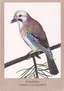 BIRDS - EURASIAN JAY (Garrulus Glandarius) - Dierentuin