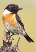 BIRDS - COMMON STONECHAT (Saxicola Torquata) - Tiergarten