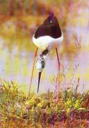 BIRDS - BLACK-WINGED STILT (Himantopus Himantopus) - Tiergarten