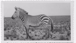 Real Photo 13x8 - Animaux De La Jungle - Zebra - - Zebras