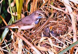 BIRDS - BLUETHROAT  (Luscinia Svecica) - Tiergarten