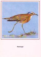 BIRDS - CREAM COLOURED COURSER  (Cursorius Cursor) - Dierentuin