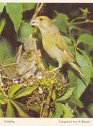 BIRDS - EUROPEAN GREENFINCH  (Carduelis/Chloris Chloris) - Dierentuin