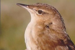 BIRDS - SAVI'S WARBLER  (Locustella Luscinoides) - Dierentuin
