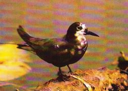 BIRDS - BLACK TERN (Chlidonias Nigra) - Dierentuin