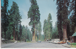 SEQUOIA - YELLOWSTONE NATIONAL PARK - Billings