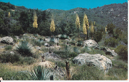 NATIVE YUCCA IN BLOOM - San Bernardino