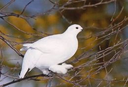 BIRDS - WILLOW PTARMIGAN (Lagopus Lagopus) - Dierentuin