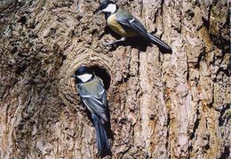 BIRDS - GREAT TIT (Parus Major) - Dierentuin