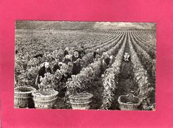 Vendanges En Champagne, La Cueillette, Animée, Vignes, Paniers, (Cim) - Champagne-Ardenne