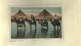 Egypte >Le Caire  // TROUPE DE CHAMEAUX ET PYRAMIDE LES BOEUFS DANS LE NIL //N°22 - Cairo