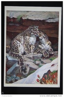 Irbis. Snow Leopard  - Old USSR Postcard 1979 - Tijgers